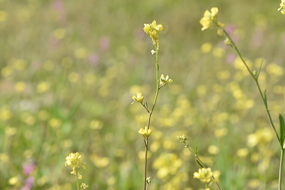 Hirschfeldia incana (Shortpod Mustard)