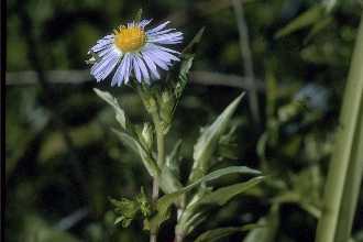 Symphyotrichum puniceum (swamp aster) (alternate view 6)
