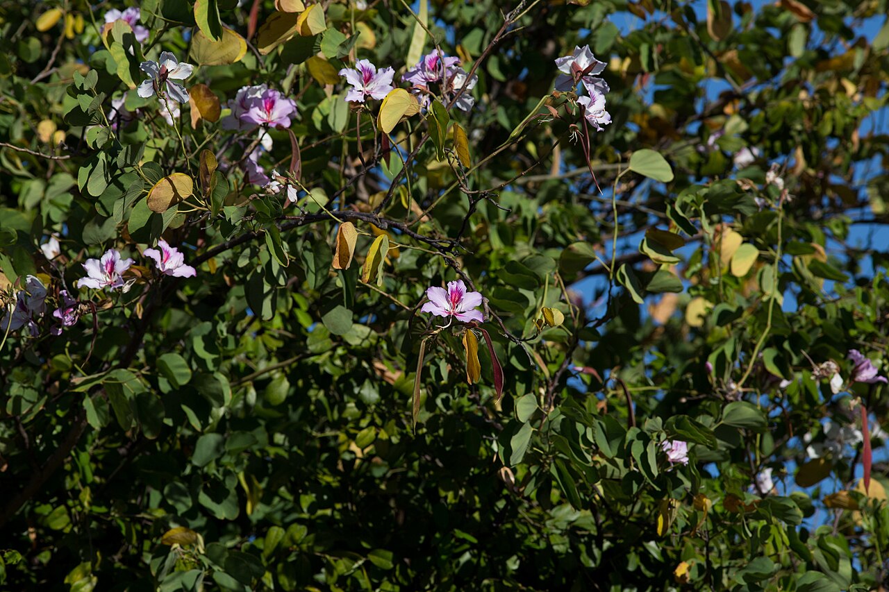 Bauhinia variegata, Orchid tree — spreading deciduous (Fabaceae) (image 10 of 10)