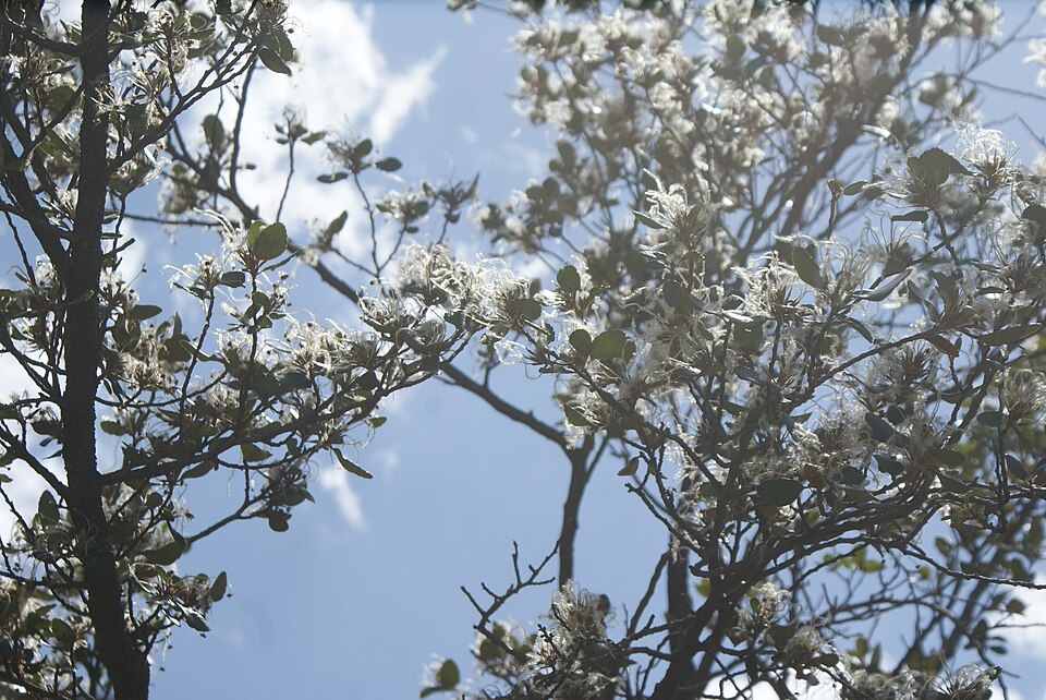 Cercocarpus (mountain mahoganies) (alternate view 4)