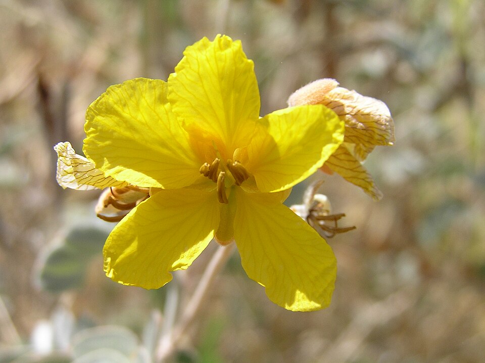 Senna covesii (Coues' senna) (alternate view 10)