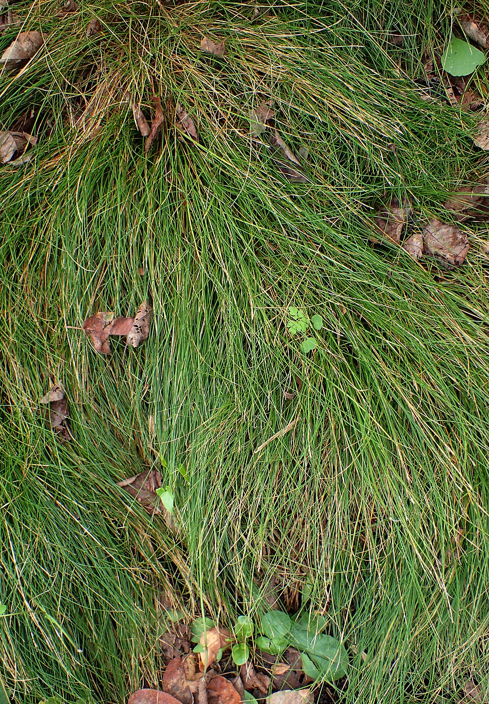 Carex eburnea (Ivory Sedge) (alternate view 5)