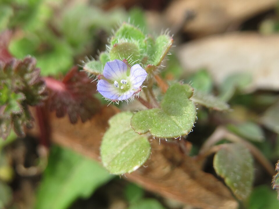 Veronica hederifolia (Ivy-leaved Speedwell)