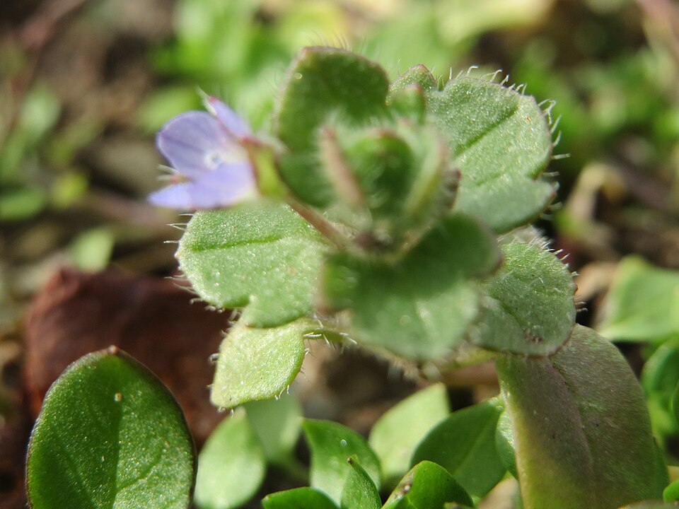 Veronica hederifolia (Ivy-leaved Speedwell)