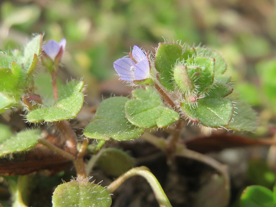 Veronica hederifolia (Ivy-leaved Speedwell)