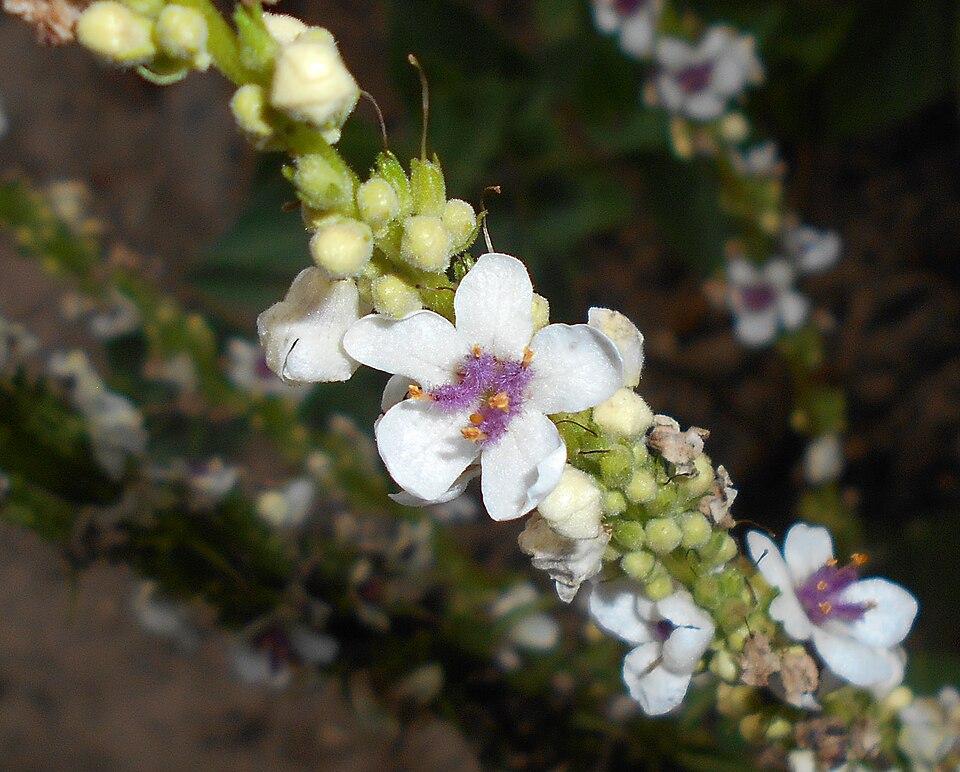 Verbascum chaixii 'Album'