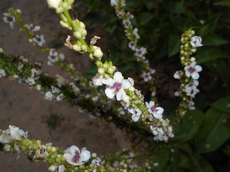 Verbascum chaixii 'Album' (alternate view 2)