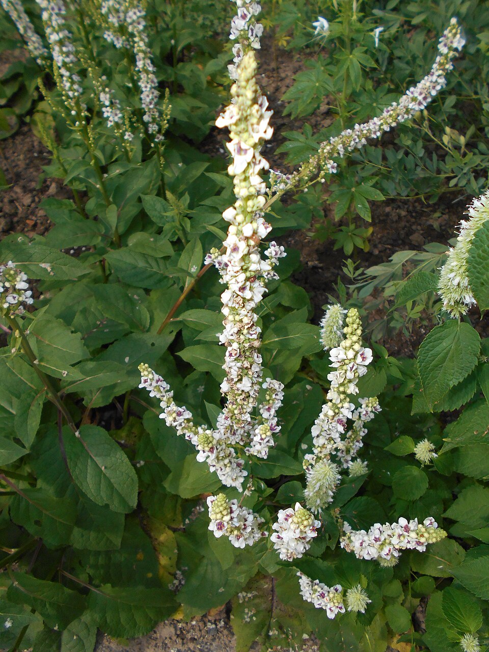 Verbascum chaixii 'Album' (alternate view 3)