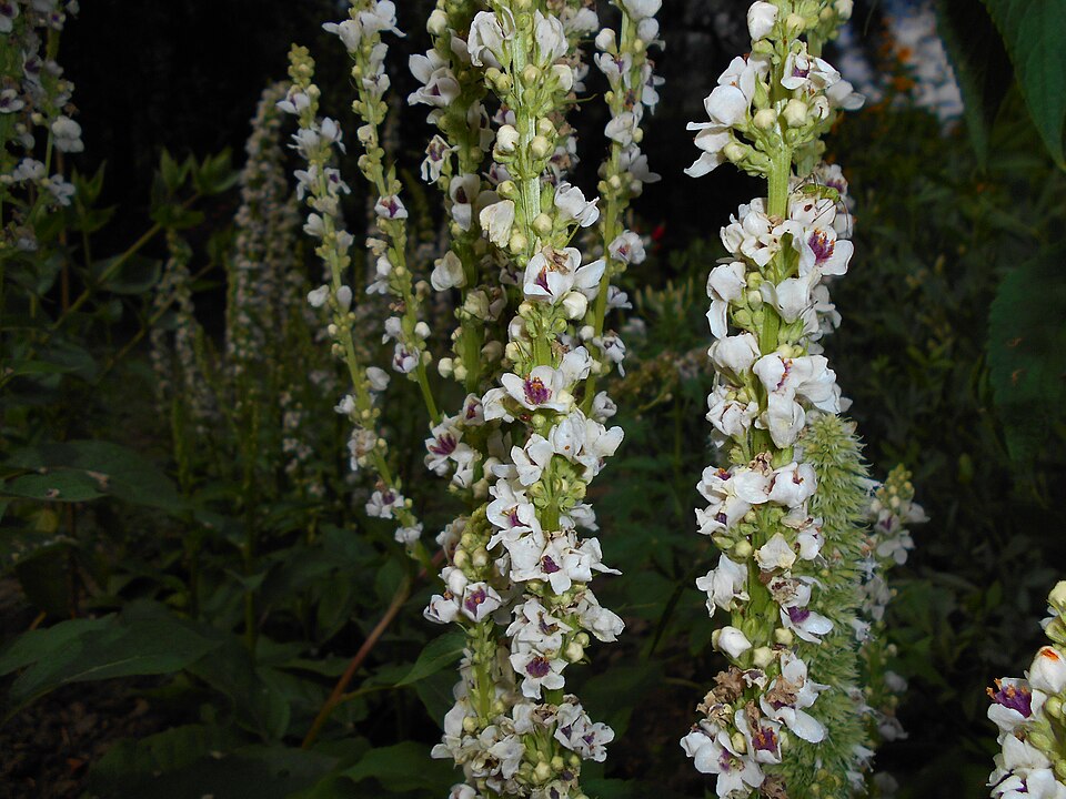 Verbascum chaixii 'Album' (alternate view 4)