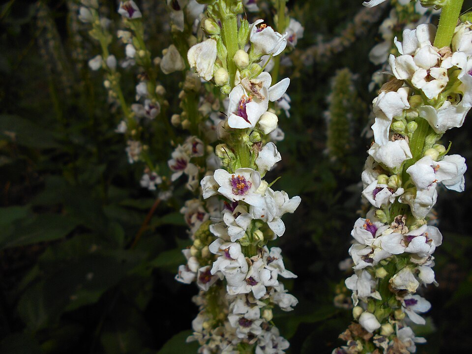 Verbascum chaixii 'Album' (alternate view 5)