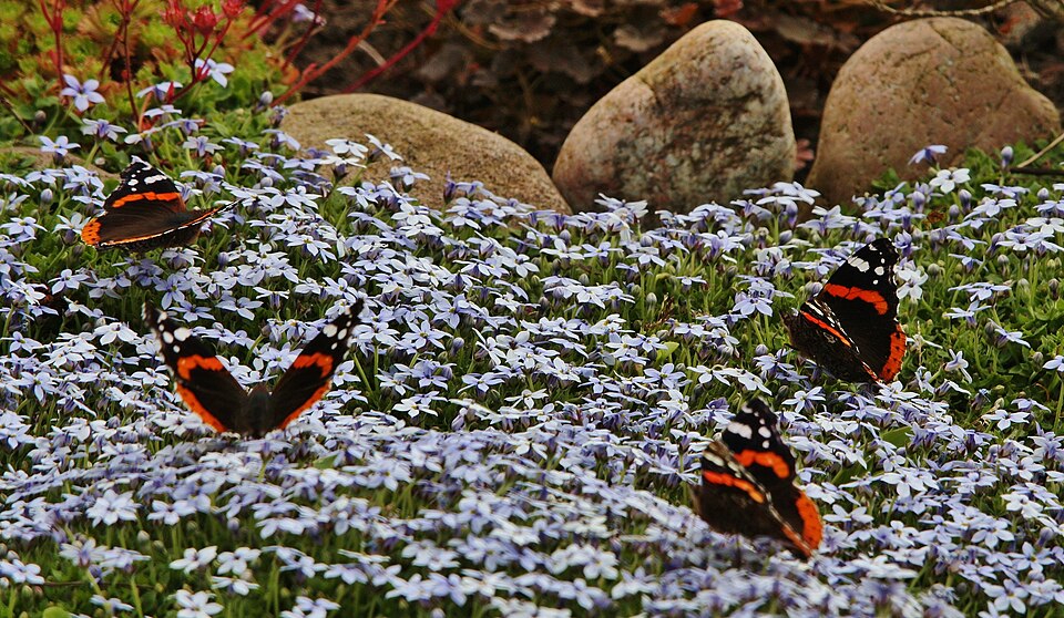Lobelia (Lobelias) (alternate view 5)