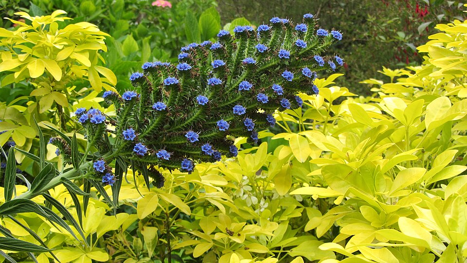 Echium (Viper's-buglosses) (alternate view 6)