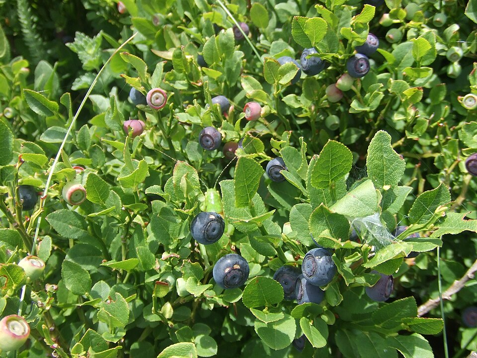 Vaccinium myrtillus (common bilberry)