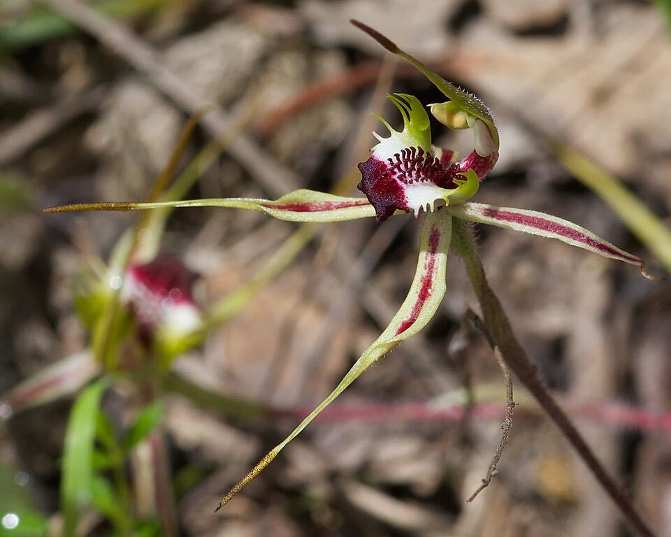 Caladenia parva (Small Spider-orchid) (alternate view 6)