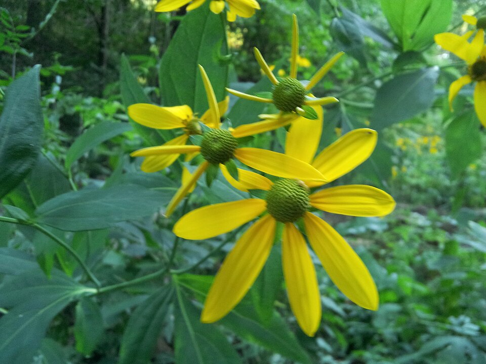 Rudbeckia laciniata (cutleaf coneflower)