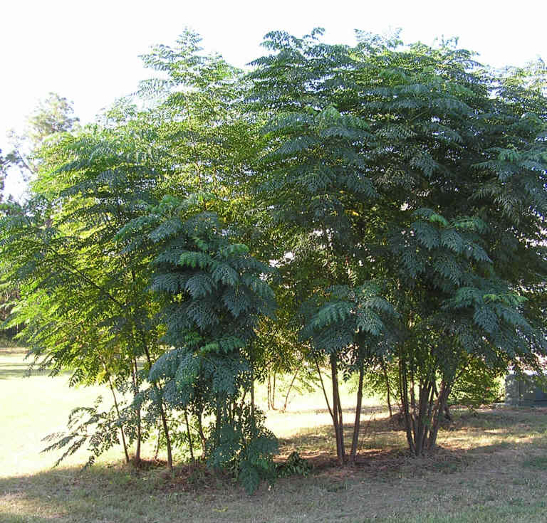 Aralia spinosa (devil's walkingstick) (alternate view 5)