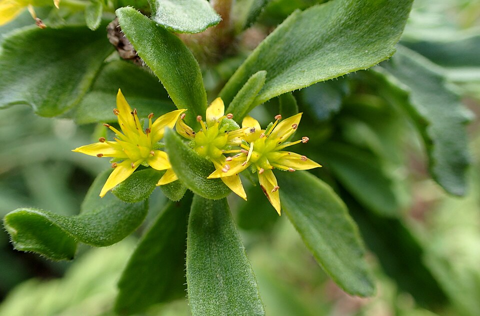 Phedimus selskianus (Selsky Stonecrop) (alternate view 7)