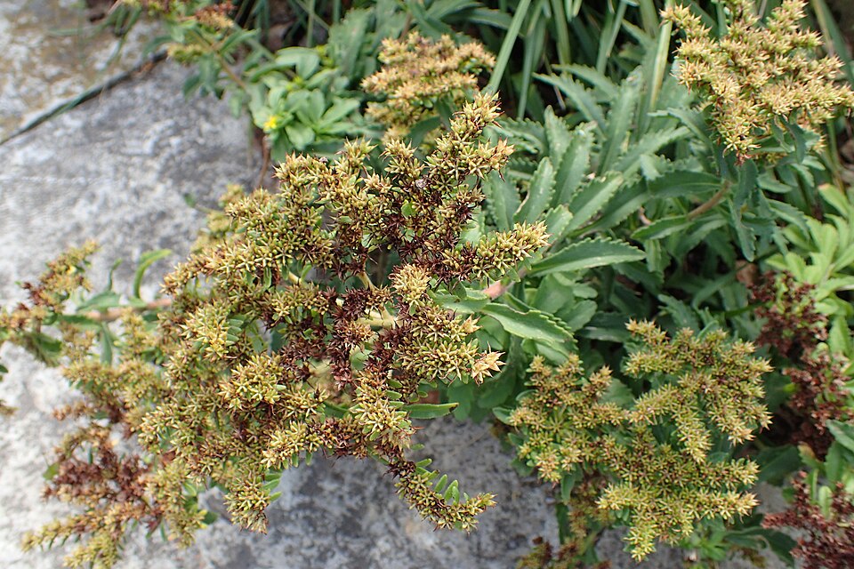 Phedimus selskianus (Selsky Stonecrop) (alternate view 8)