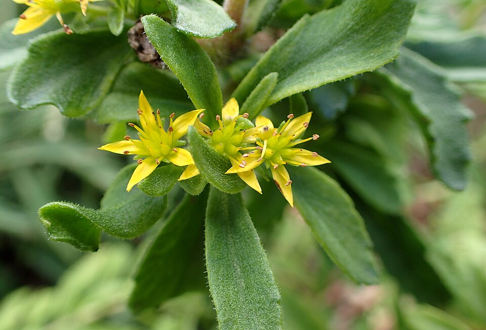 Phedimus selskianus (Selsky Stonecrop) (alternate view 9)