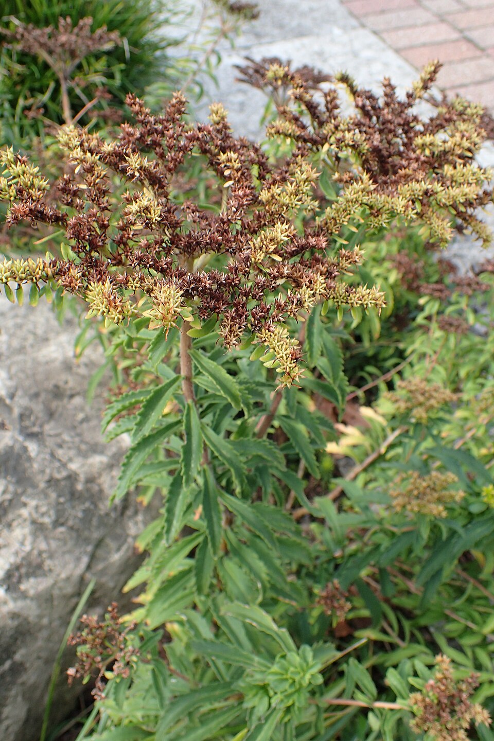 Phedimus selskianus (Selsky Stonecrop) (alternate view 10)