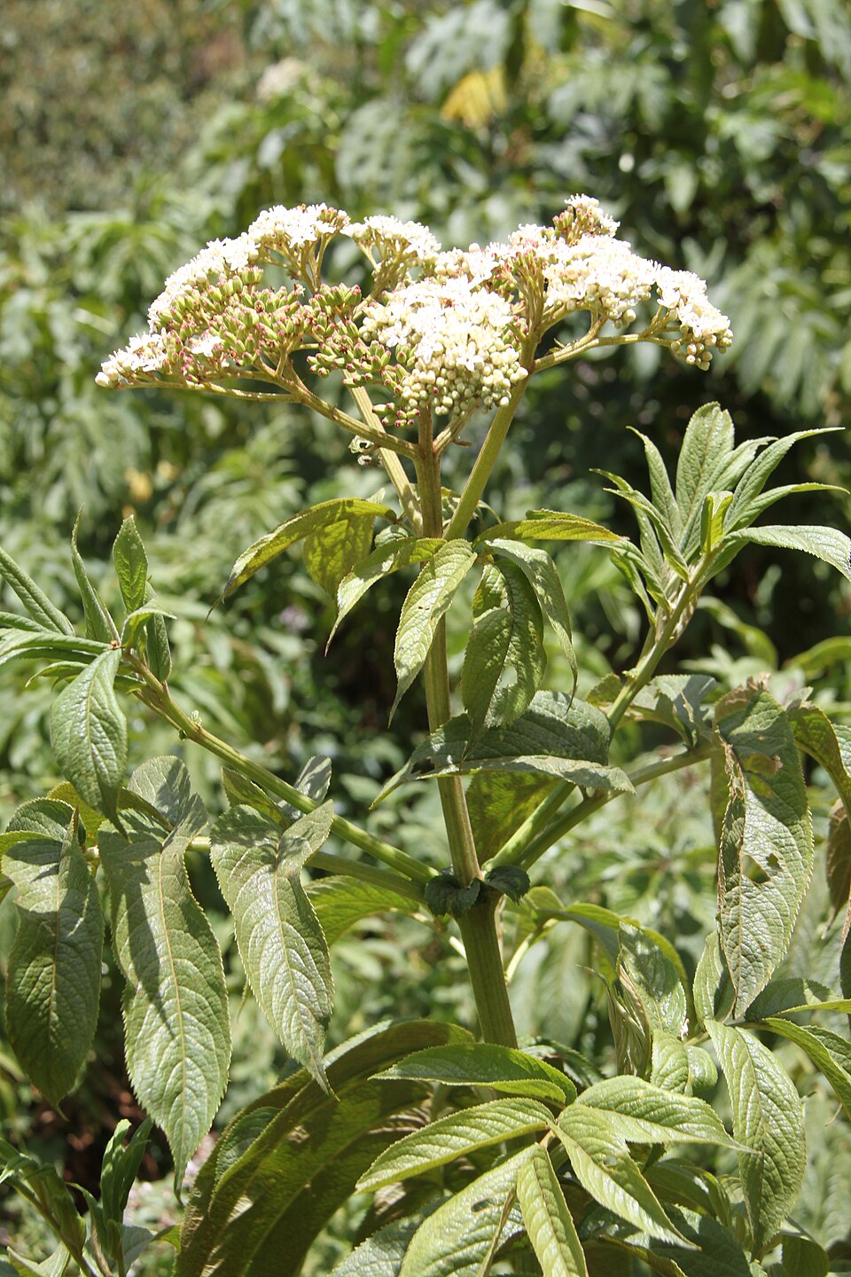 Sambucus (elders) (alternate view 5)