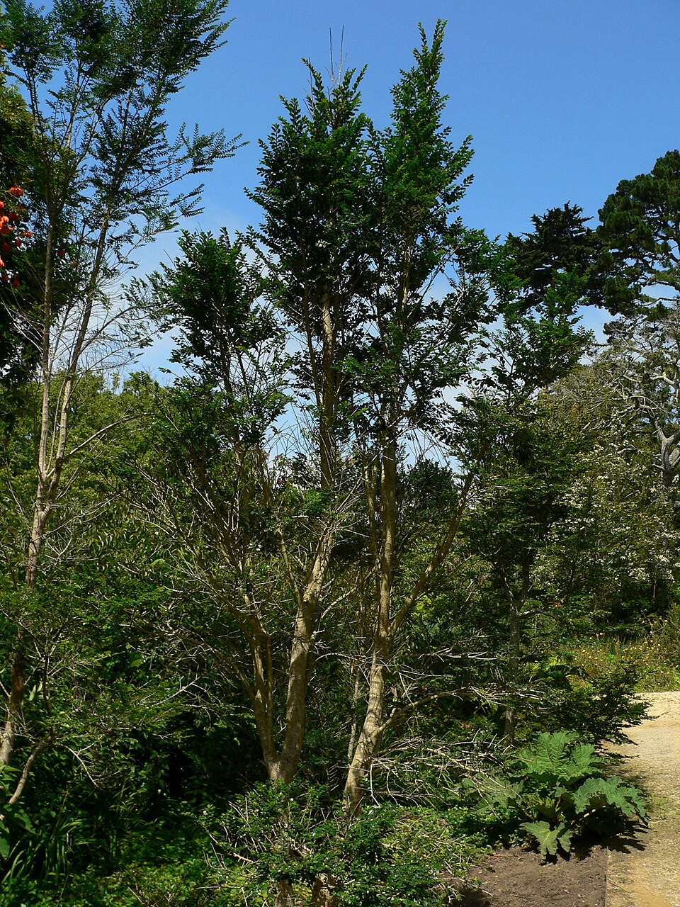 Azara microphylla (Boxleaf azara) (alternate view 9)