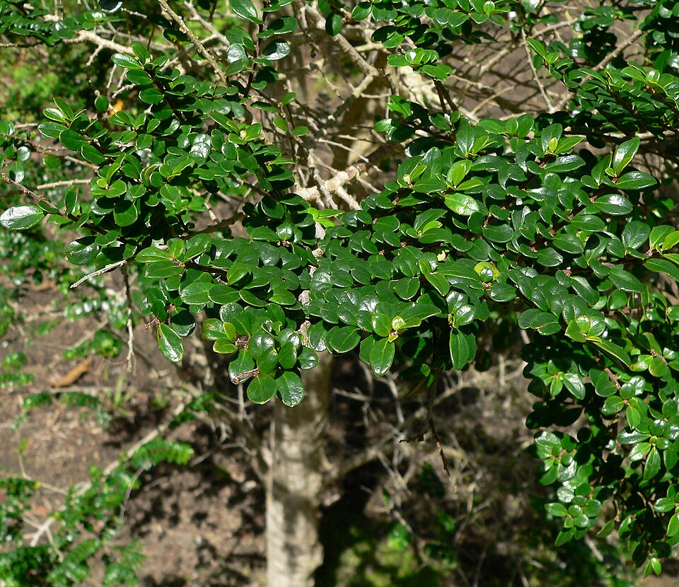 Azara microphylla (Boxleaf azara) (alternate view 10)