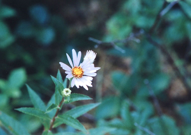 Oclemena acuminata (whorled wood aster) (alternate view 6)