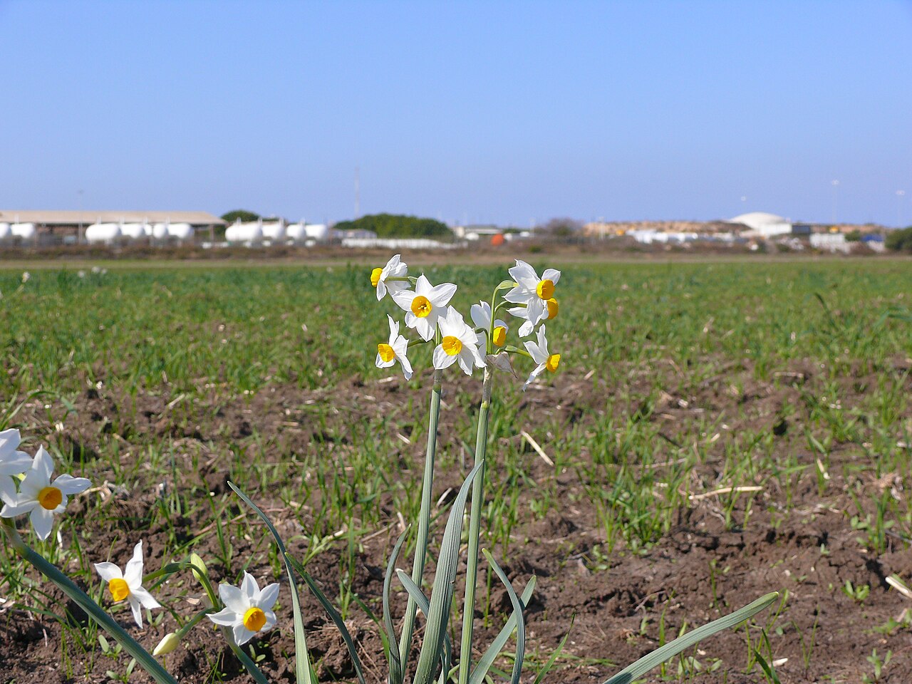 Narcissus spp., daffodil — clumping deciduous (Amaryllidaceae) (image 10 of 19)