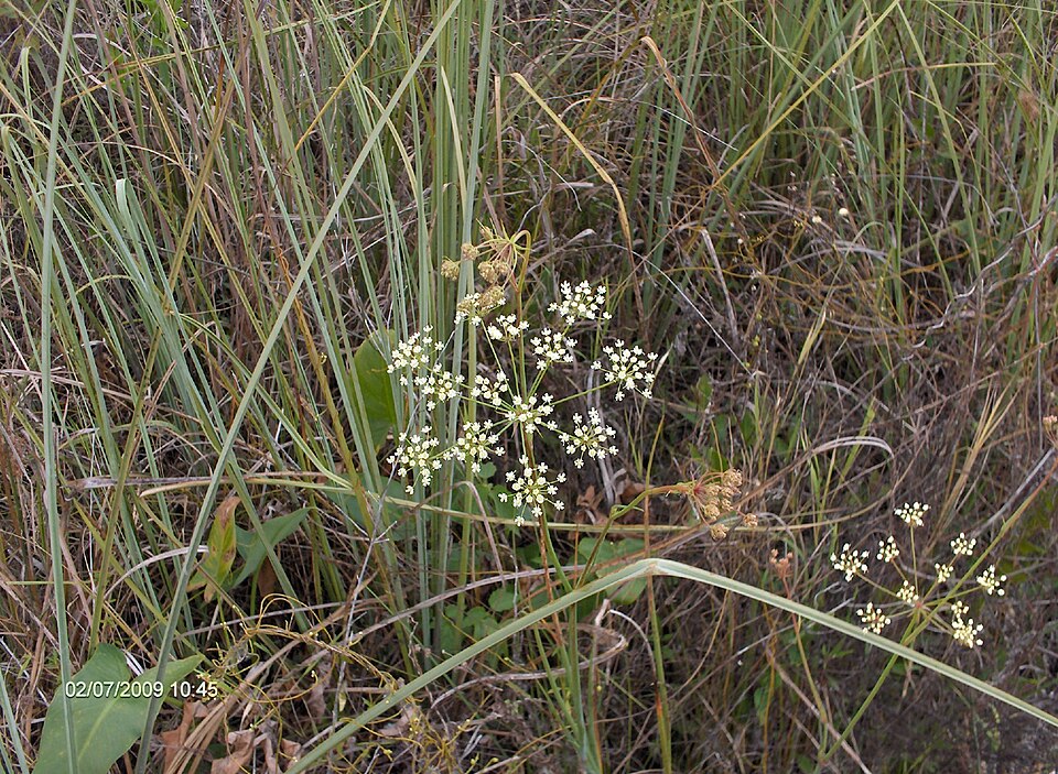 Oenanthe crocata (Hemlock Water-dropwort)