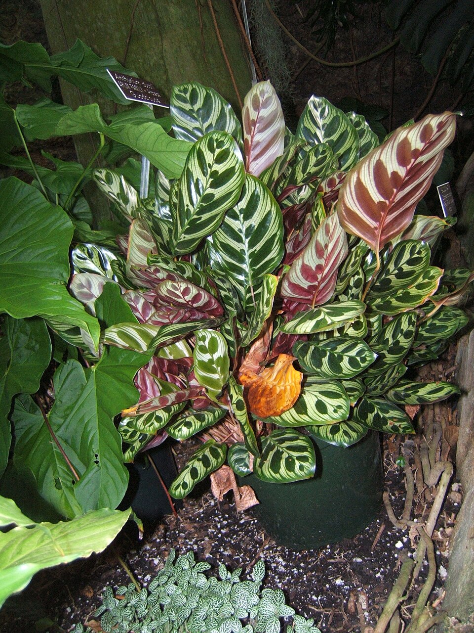 Goeppertia makoyana (Peacock Plant) (alternate view 5)