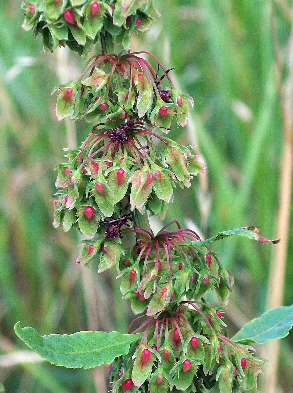 Rumex conglomeratus (Clustered Dock)