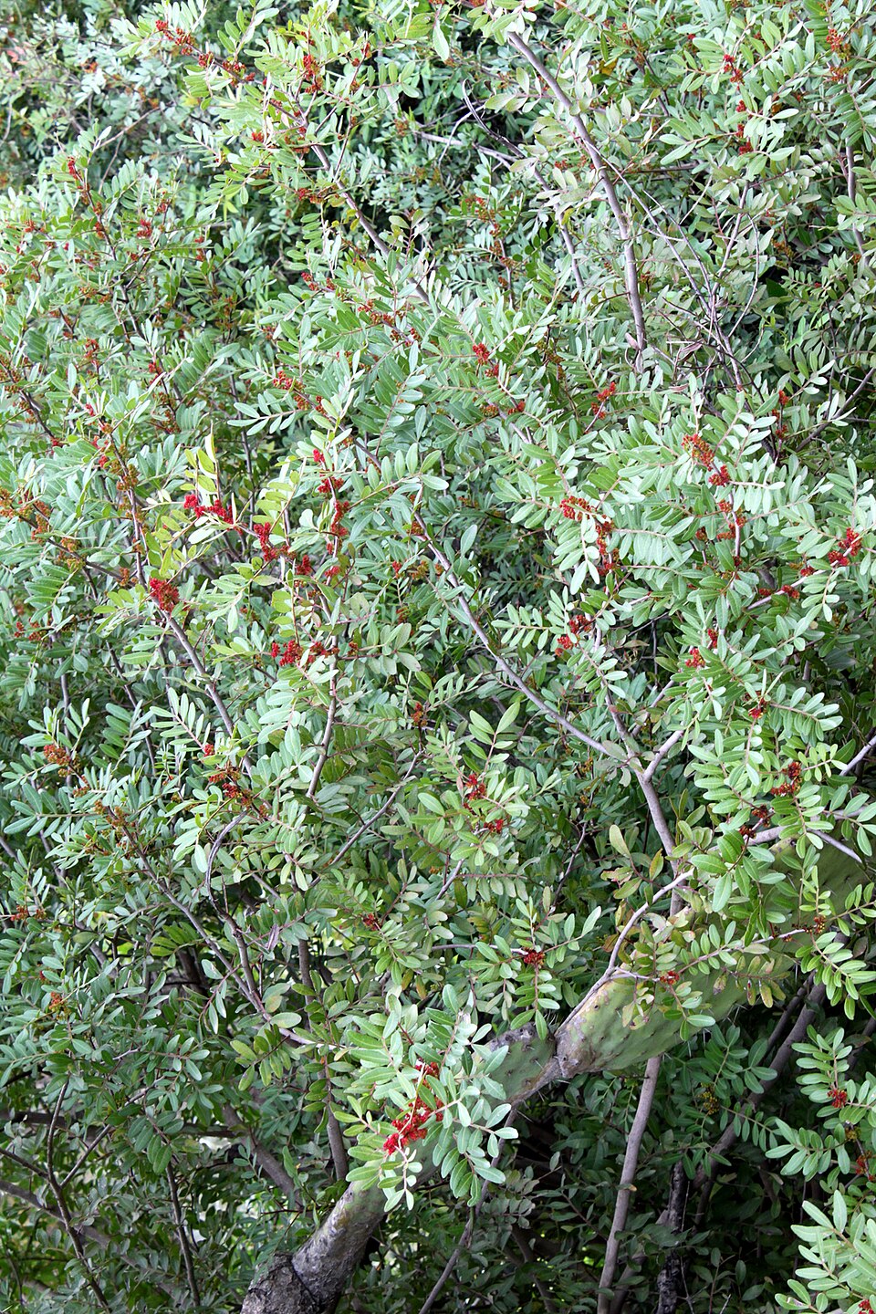 Pistacia lentiscus (mastic)