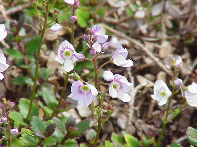 Parahebe catarractae (Speedwell Hebe)