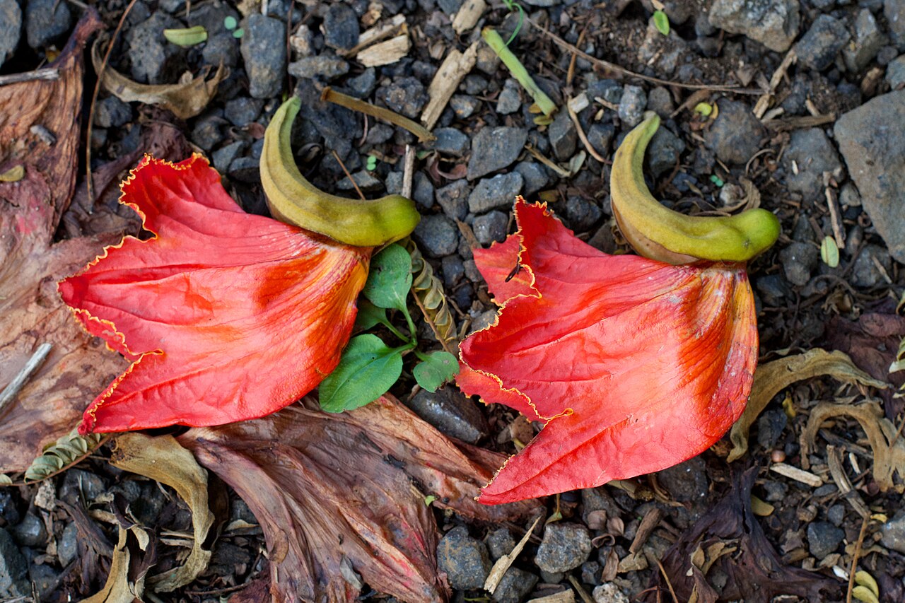 Spathodea campanulata, African tulip tree — upright semi-evergreen (Bignoniaceae) (image 8 of 9)