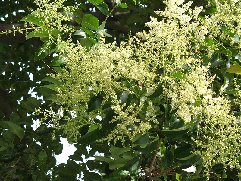 Ligustrum lucidum (tree privet)