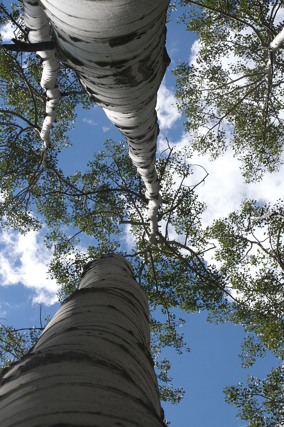 Betula (birches)