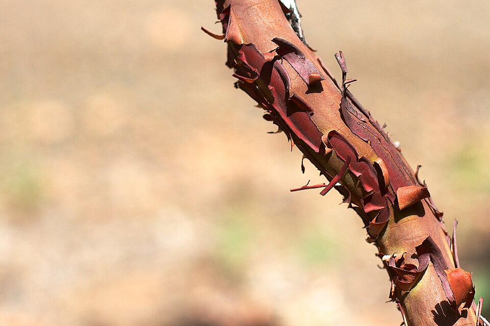 Arctostaphylos (bearberries and manzanitas) (alternate view 7)