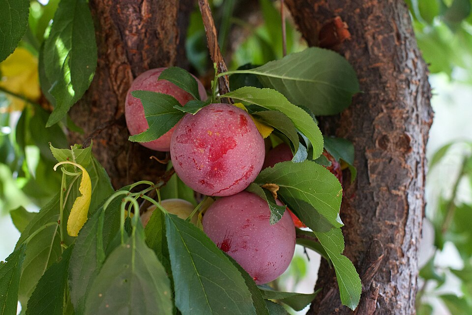 Prunus domestica (European plum) (alternate view 8)
