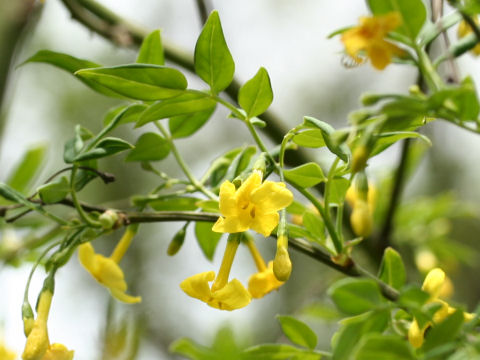 Jasminum humile (Italian Jasmine)
