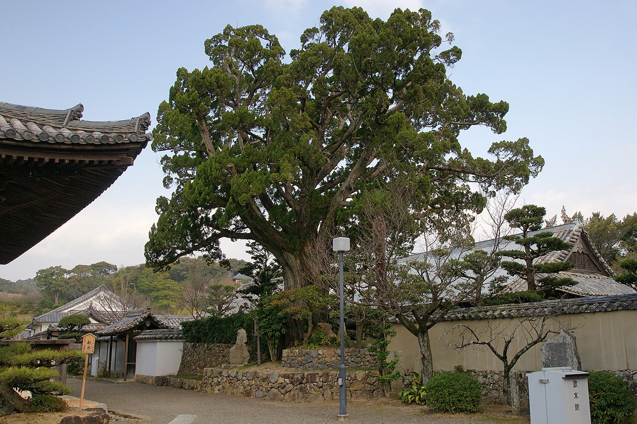 Juniperus chinensis, Chinese juniper — upright evergreen (Cupressaceae) (image 5 of 8)