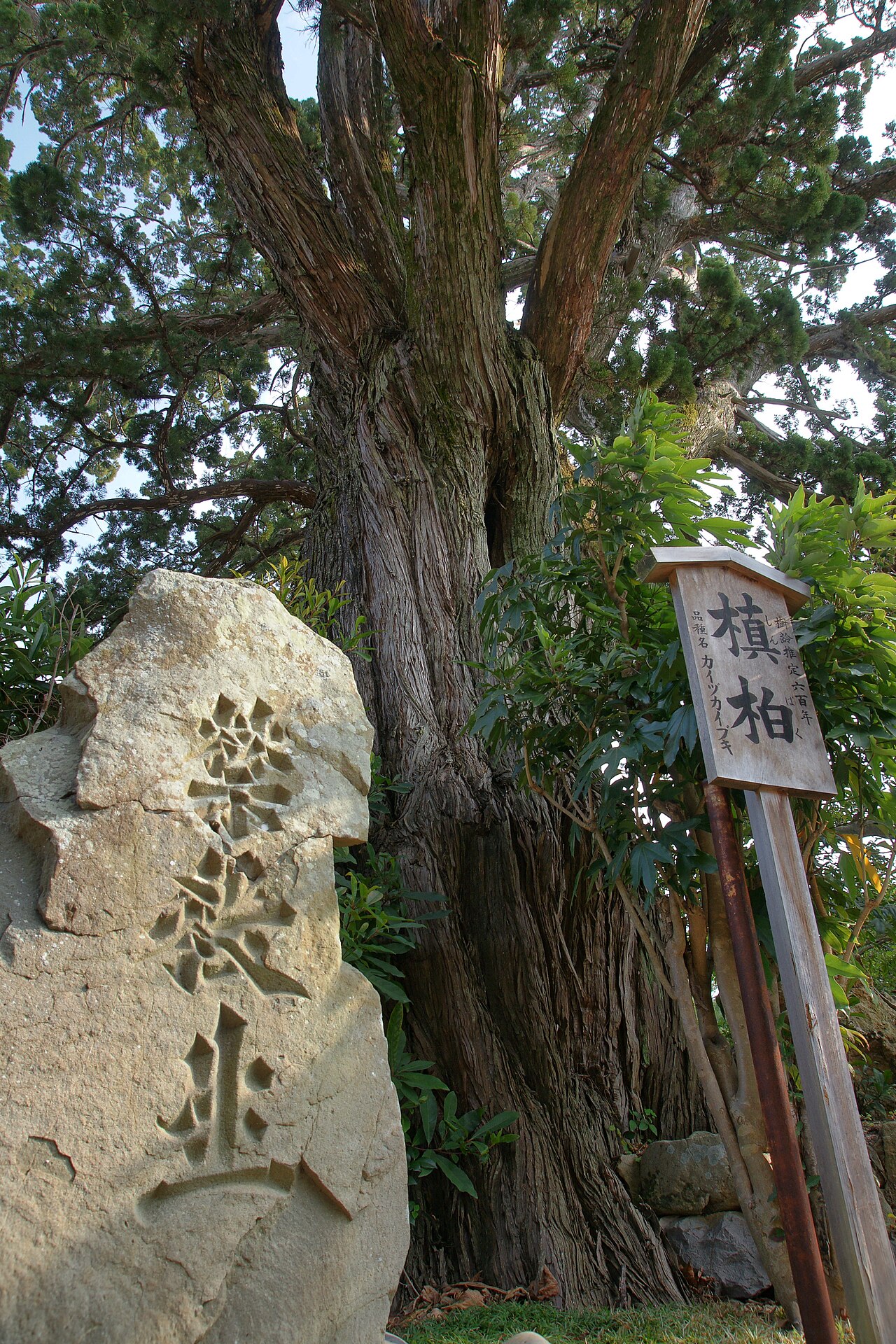 Juniperus chinensis, Chinese juniper — upright evergreen (Cupressaceae) (image 6 of 8)
