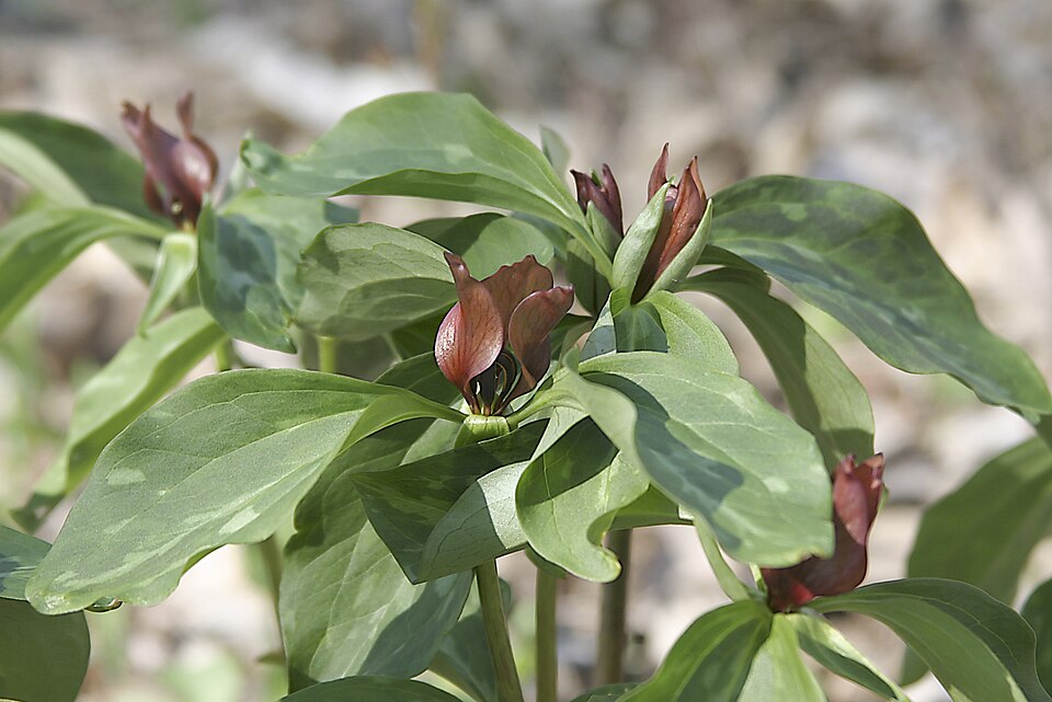Trillium recurvatum (Prairie Trillium) (alternate view 6)
