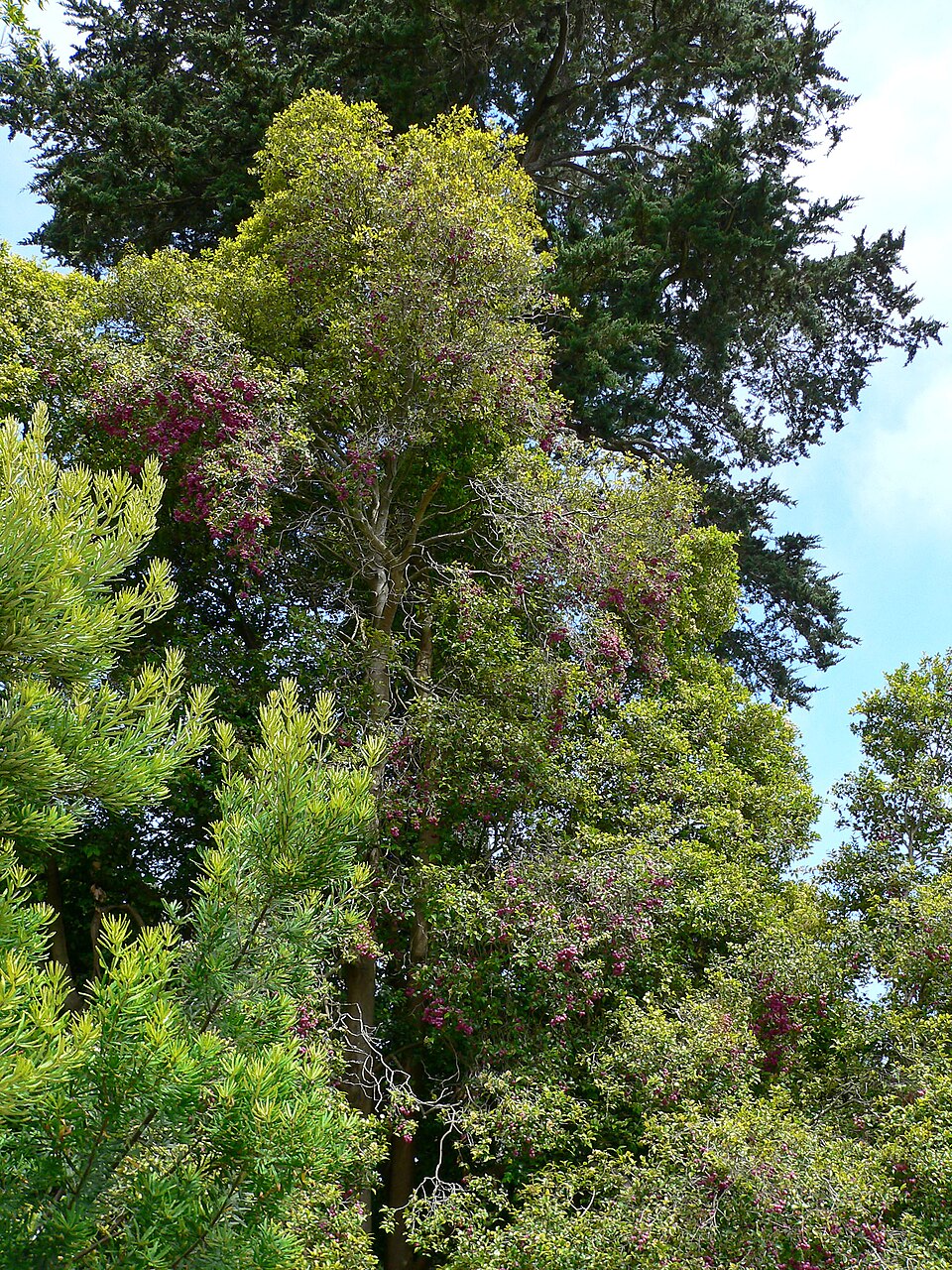 Syzygium smithii (Lilly Pilly) (alternate view 7)