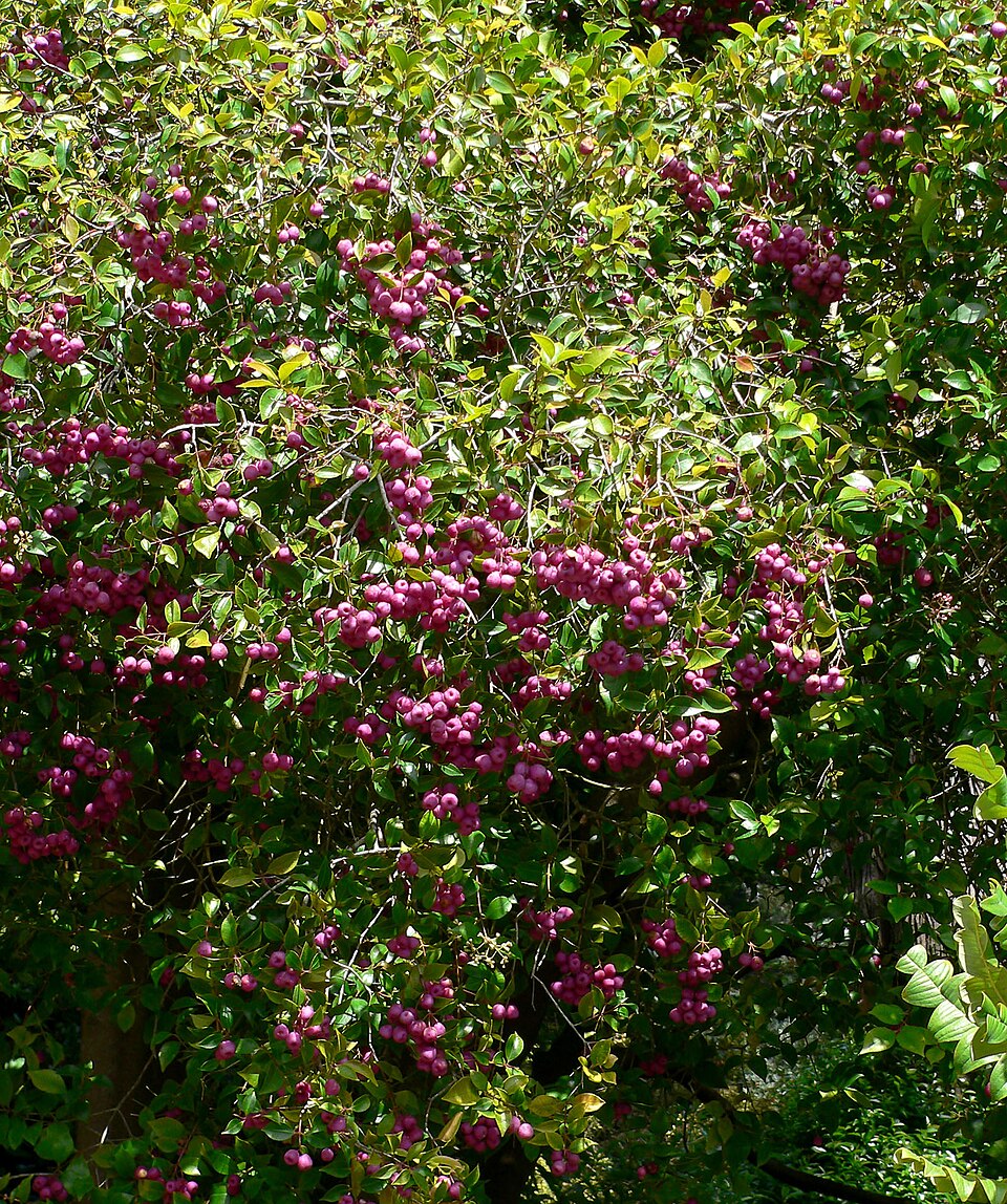 Syzygium smithii (Lilly Pilly) (alternate view 8)