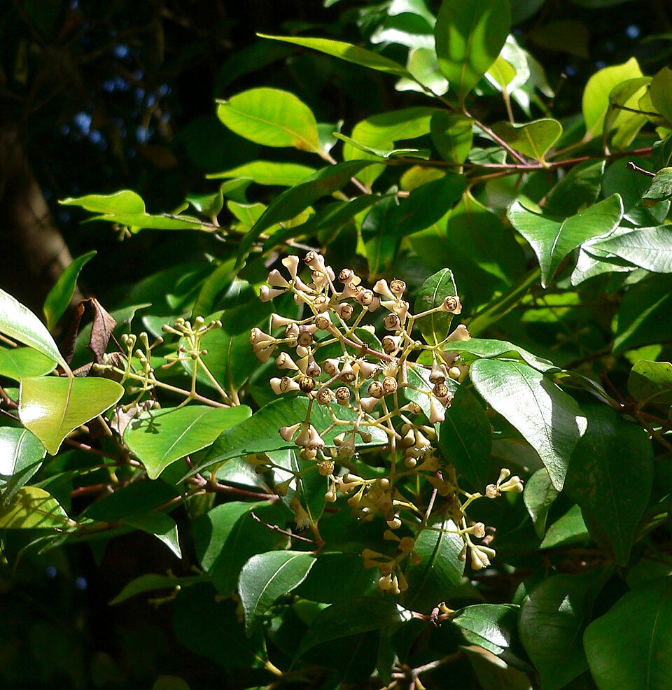 Syzygium smithii (Lilly Pilly) (alternate view 9)