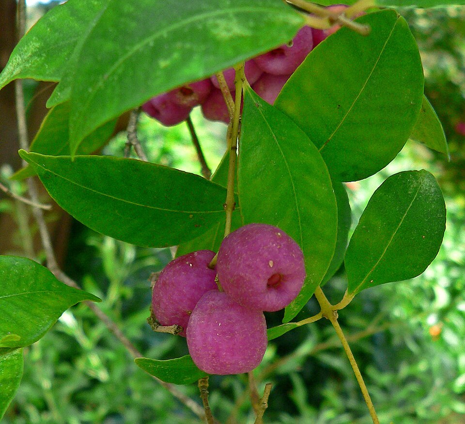Syzygium smithii (Lilly Pilly) (alternate view 10)