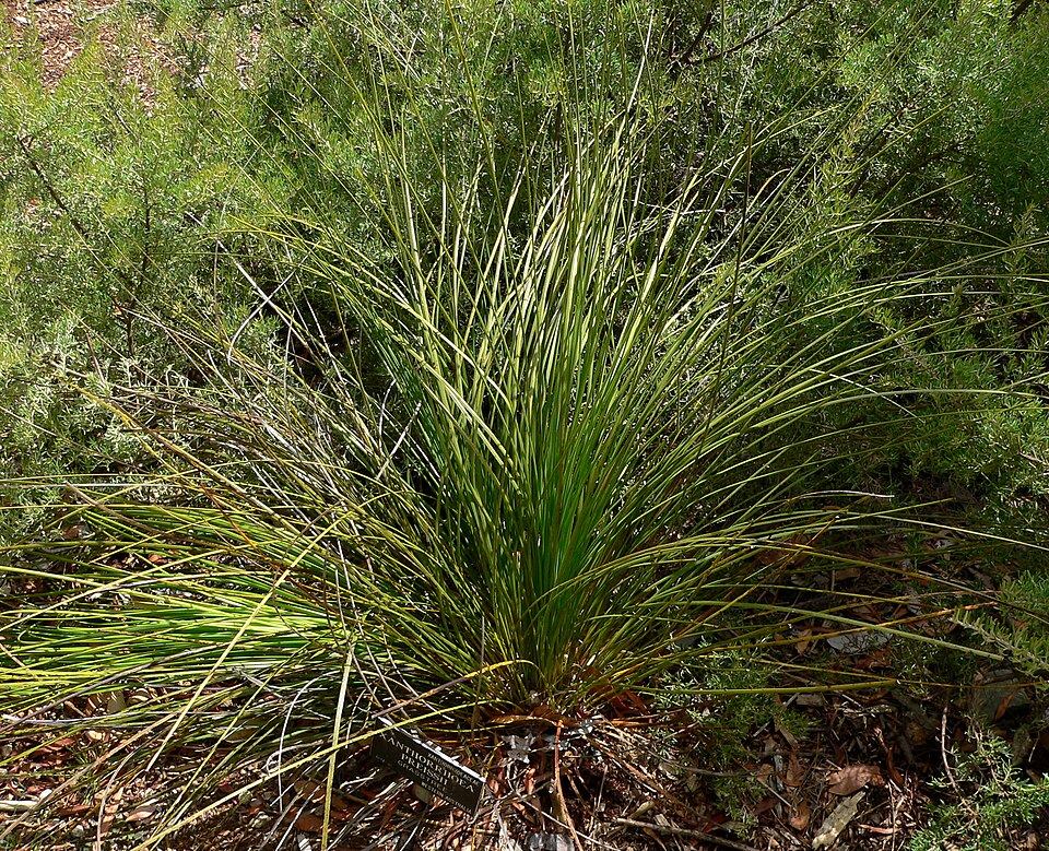 Xanthorrhoea preissii (Balga) (alternate view 7)