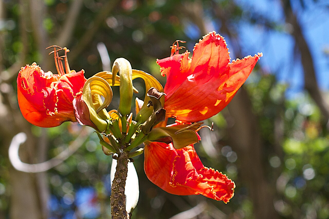 Spathodea campanulata, African tulip tree — upright semi-evergreen (Bignoniaceae) (image 9 of 9)