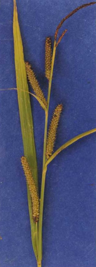 Carex amplifolia (Bigleaf Sedge) (alternate view 6)